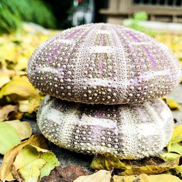 6 10cm natural eight trigrams sea urchin shell conch nautical home decor diy ocean beach wedding decor specimen crafts h wmtotr
6 10cm natural eight trigrams sea urchin shell conch nautical home decor diy ocean beach wedding decor specimen crafts h wmtotr