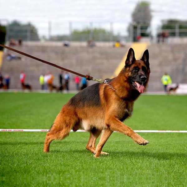 dog leash leather pet walking training dog lead running leashes belt for medium large dogs german shepherd k9 1.5m/2 bbyxff
dog leash leather pet walking training dog lead running leashes belt for medium large dogs german shepherd k9 1.5m/2 bbyxff
