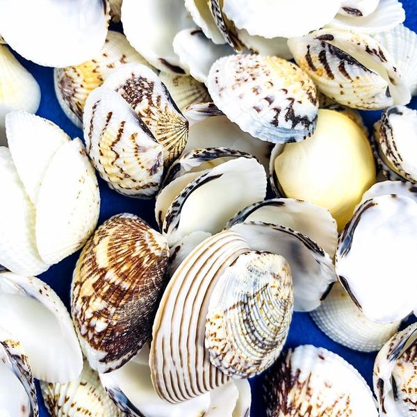 10pcs 3 5cm natural seashell eagle wings shell home wedding beach decor fish tank aquarium decoration accessory candle material h jllcjc
10pcs 3 5cm natural seashell eagle wings shell home wedding beach decor fish tank aquarium decoration accessory candle material h jllcjc