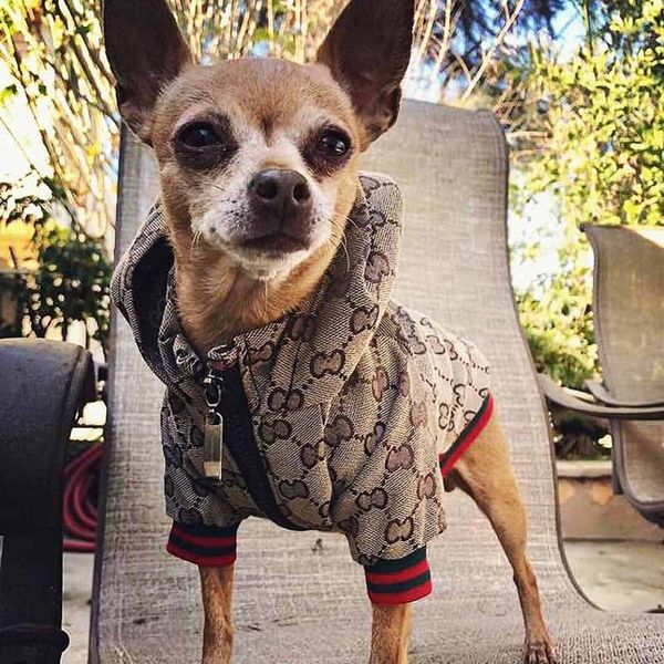 designer pet dog apparel french luxury trendy coat two legs wear for middle small dogs clothes smlxlxxl
designer pet dog apparel french luxury trendy coat two legs wear for middle small dogs clothes smlxlxxl