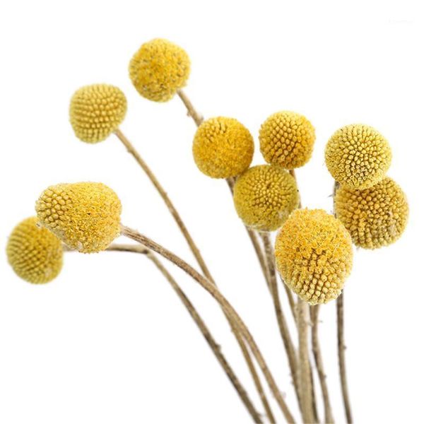 10pcs christmas decor natural dried round yellow billy balls dried flowers wedding bouquet1
10pcs christmas decor natural dried round yellow billy balls dried flowers wedding bouquet1