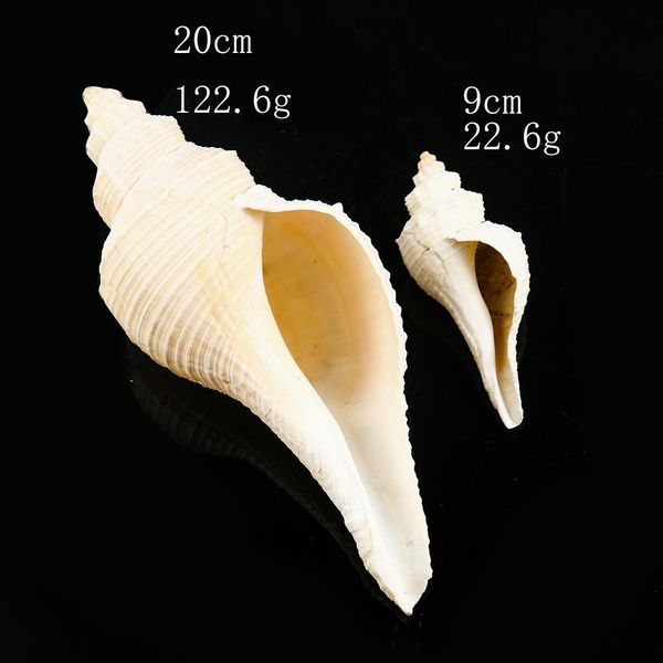 natural conch shells nautical home decor seashells collectibles australia long snails dafa conch horn instrument aquarium decor h bbyvhx
natural conch shells nautical home decor seashells collectibles australia long snails dafa conch horn instrument aquarium decor h bbyvhx