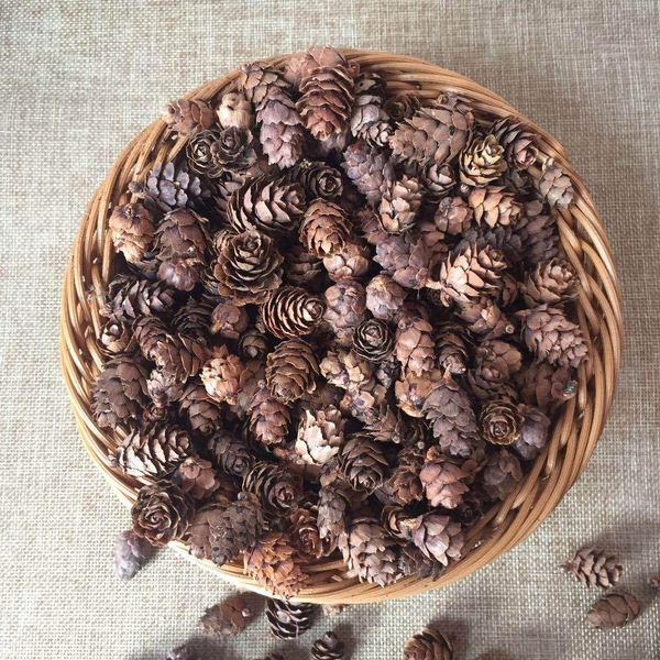 xxsbq 1-2cm cone mini decoration cones larch decorationchristmas pine cone decoration mini manual micro landscape pine flower blossom ffalg
xxsbq 1-2cm cone mini decoration cones larch decorationchristmas pine cone decoration mini manual micro landscape pine flower blossom ffalg