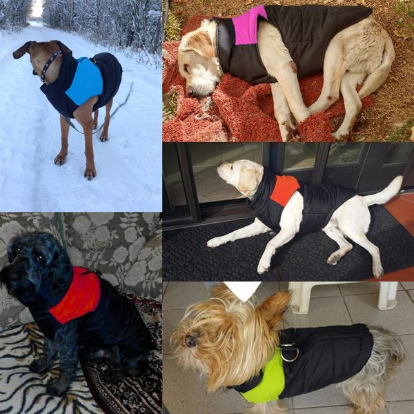 маленький для coat жилета medium chihuahua s 5xl цвета большого 4 pet puppy куртки теплой одежды собачьей одежды водонепроницаемых зимних со
маленький для coat жилета medium chihuahua s 5xl цвета большого 4 pet puppy куртки теплой одежды собачьей одежды водонепроницаемых зимних со