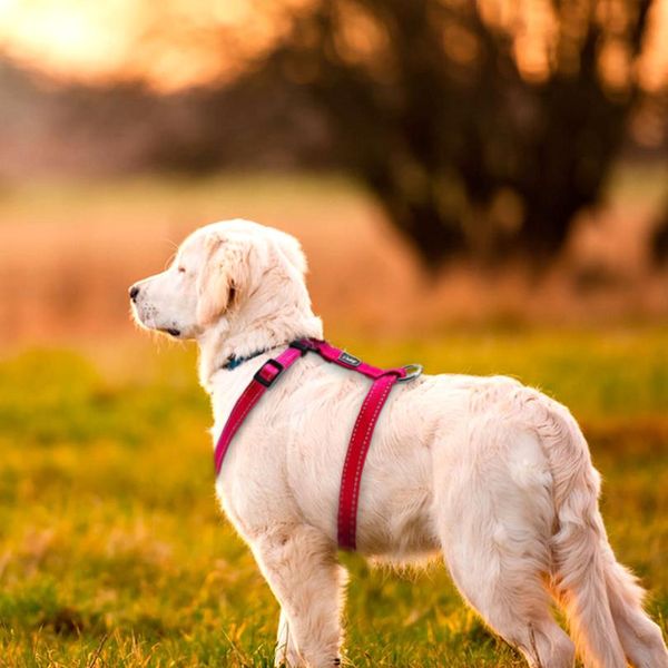 reflective nylon dog harness adjustable pet walking harnesses vest for small medium large dogs 4 colo bbylda
reflective nylon dog harness adjustable pet walking harnesses vest for small medium large dogs 4 colo bbylda