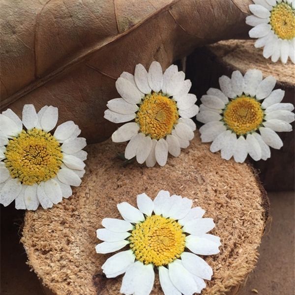 dried flowers specimens dye white chrysanthemum for diy handmade kids teaching plants raw material 1 lot/120 pcs 1022
dried flowers specimens dye white chrysanthemum for diy handmade kids teaching plants raw material 1 lot/120 pcs 1022