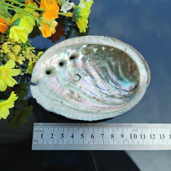5 sizes abalone shell nautical decor seashell beach wedding shells ocean decor jewelry diy shell soap dish aquarium home decor h jllsjk
5 sizes abalone shell nautical decor seashell beach wedding shells ocean decor jewelry diy shell soap dish aquarium home decor h jllsjk