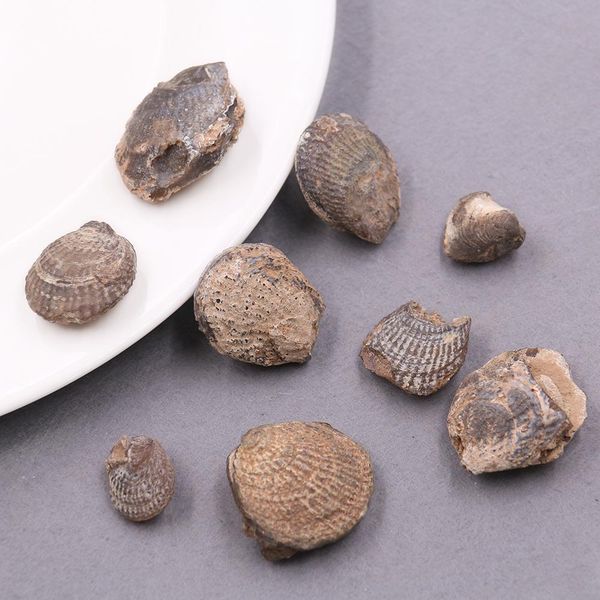 5pcs lot natural clams shell raw stone shell stone nautical home decor animal stone specimen collectibles micro landscape decor h bbycbg
5pcs lot natural clams shell raw stone shell stone nautical home decor animal stone specimen collectibles micro landscape decor h bbycbg