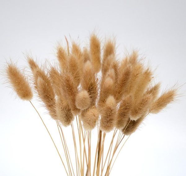 20 stems dried flower bunny tail natural plants floral rabbit grass bouquet home de bbypus packing2010
20 stems dried flower bunny tail natural plants floral rabbit grass bouquet home de bbypus packing2010