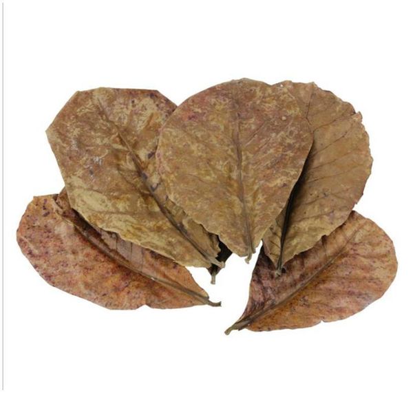 200pcs/30pcs natural terminalia catappa foetida leaves island almond leaf fish cleaning treatment aquarium tank drop bbypbq
200pcs/30pcs natural terminalia catappa foetida leaves island almond leaf fish cleaning treatment aquarium tank drop bbypbq