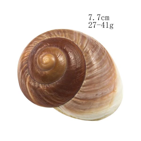 hermit crab shells turbo shells pearlized sea shells hermit crab house natural round land snail for landscape decor diy h wmtytu
hermit crab shells turbo shells pearlized sea shells hermit crab house natural round land snail for landscape decor diy h wmtytu