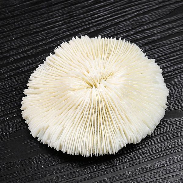 white coral sea round mushroom coral natural artifical fish aquatic pet supplies aquarium landscape tank ornaments 8 to 10cm h qylcsl
white coral sea round mushroom coral natural artifical fish aquatic pet supplies aquarium landscape tank ornaments 8 to 10cm h qylcsl