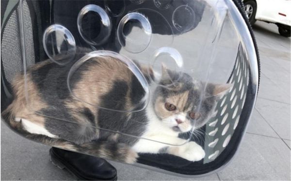 alternative to pet kennel and dog carrier purse loaded pet carrier for cats and dogs, collapsible made from suitcase materia1
alternative to pet kennel and dog carrier purse loaded pet carrier for cats and dogs, collapsible made from suitcase materia1