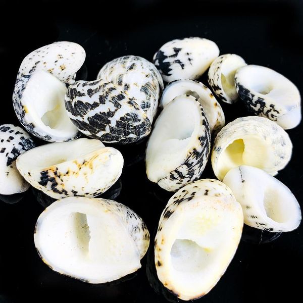 1.5 2.5cm natural conch shell eagle head seashell snail nautical home decor fish tank aquarium micro landscape specimen crafts h bbyqii
1.5 2.5cm natural conch shell eagle head seashell snail nautical home decor fish tank aquarium micro landscape specimen crafts h bbyqii