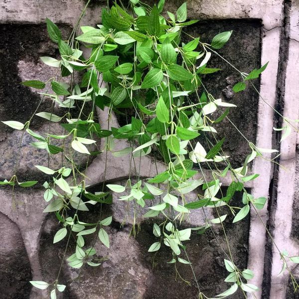 98cm small clematis leaves wall hanging green vine artificial silk flowers indoor simulation plant wedding fake flower1
98cm small clematis leaves wall hanging green vine artificial silk flowers indoor simulation plant wedding fake flower1