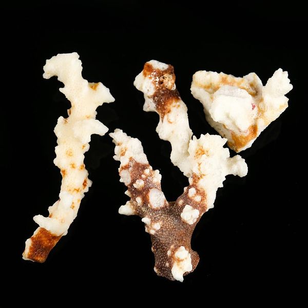 100g natural coral branch shell conch specimen crafts fish tank ornaments aquarium landscaping home beach wedding decoration h jllvtz
100g natural coral branch shell conch specimen crafts fish tank ornaments aquarium landscaping home beach wedding decoration h jllvtz