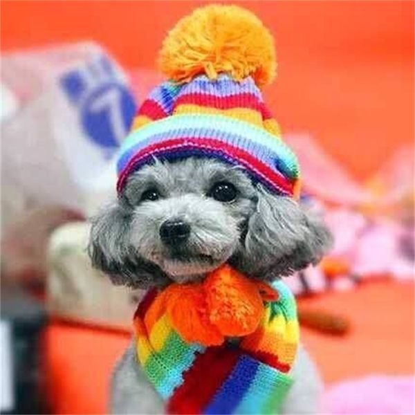winter hat scarf socks set stripe caps outdoor warm for dogs pet supplies christmas dog hats wholesale
winter hat scarf socks set stripe caps outdoor warm for dogs pet supplies christmas dog hats wholesale