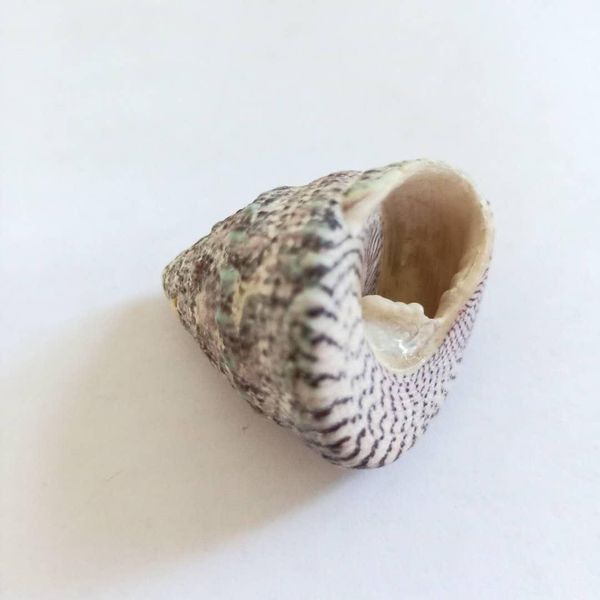 2pcs new snail trumpet shells nautical conch seashells specimen collectibles crafts ocean wedding home decor micro landscape h jllpra
2pcs new snail trumpet shells nautical conch seashells specimen collectibles crafts ocean wedding home decor micro landscape h jllpra