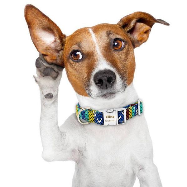 dogs collars for pet dog tag customized collar custom puppy cat personalized nameplate id collars for dogs engraved tag name 30 wmtkxu
dogs collars for pet dog tag customized collar custom puppy cat personalized nameplate id collars for dogs engraved tag name 30 wmtkxu