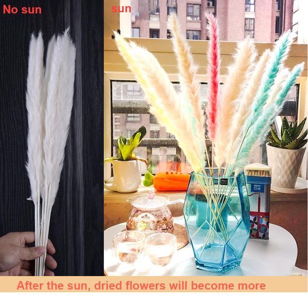 7pcs bulrush natural dried flowers small pampas grass phragmites diy artificial flowers plants for decor home wedding de bbyefd
7pcs bulrush natural dried flowers small pampas grass phragmites diy artificial flowers plants for decor home wedding de bbyefd