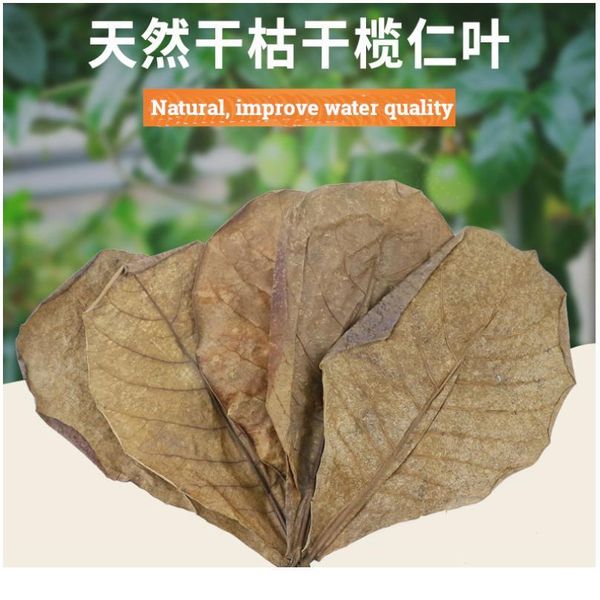 10/20/50pcs natural terminalia catappa foetida leaves island almond leaf fish treatment cleaning aquarium tank water r jllnrh
10/20/50pcs natural terminalia catappa foetida leaves island almond leaf fish treatment cleaning aquarium tank water r jllnrh