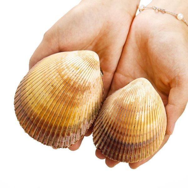 natural seashell bird tail clam couple clams double sided big conch specimen beach nautical decor aquarium wedding decoration h jllgjb
natural seashell bird tail clam couple clams double sided big conch specimen beach nautical decor aquarium wedding decoration h jllgjb
