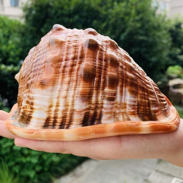 natural big sea shells snail wanbao conch nautical home decor beach wedding decorations collectibles specimen aquarium landscape h wmtpgu
natural big sea shells snail wanbao conch nautical home decor beach wedding decorations collectibles specimen aquarium landscape h wmtpgu
