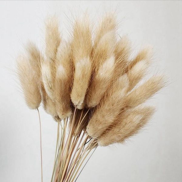 30pcs gradient lagurus ovatus natural dried flowers bouquet diy wedding home christmas decoration rabbit tail grass real bbyppd
30pcs gradient lagurus ovatus natural dried flowers bouquet diy wedding home christmas decoration rabbit tail grass real bbyppd