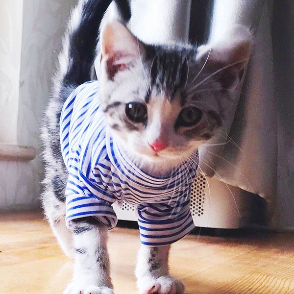 warm cat clothes autumn winter pet clothing for small cats dogs cotton cat costumes soft kitten kitty coat jacket puppy outfit
warm cat clothes autumn winter pet clothing for small cats dogs cotton cat costumes soft kitten kitty coat jacket puppy outfit