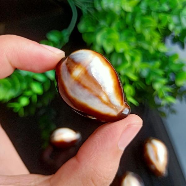 2pcs natural shells conch snail kangaroo seashells nautical beach home decor fish tank micro landscape specimen collectibles h jllqti
2pcs natural shells conch snail kangaroo seashells nautical beach home decor fish tank micro landscape specimen collectibles h jllqti