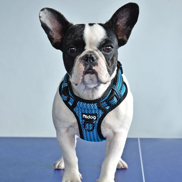 no-pull nylon dog harness reflective pet puppy harness vest safety adjustable for small medium large dogs pitbull french sqciqt
no-pull nylon dog harness reflective pet puppy harness vest safety adjustable for small medium large dogs pitbull french sqciqt