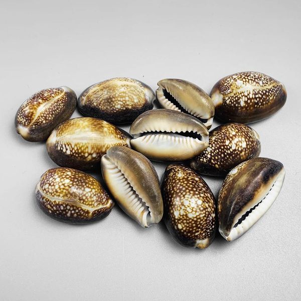 5pcs snow mountain conch shells collection specimen natural conch seashell crafts home aquarium decoration diy jewelry making h wmtkfg
5pcs snow mountain conch shells collection specimen natural conch seashell crafts home aquarium decoration diy jewelry making h wmtkfg