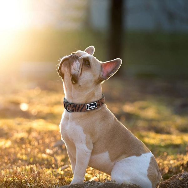 adjustbale nylon dog collar leopard printed safety dog collar for small medium large dogs pitbull labrador pet bbynhy
adjustbale nylon dog collar leopard printed safety dog collar for small medium large dogs pitbull labrador pet bbynhy