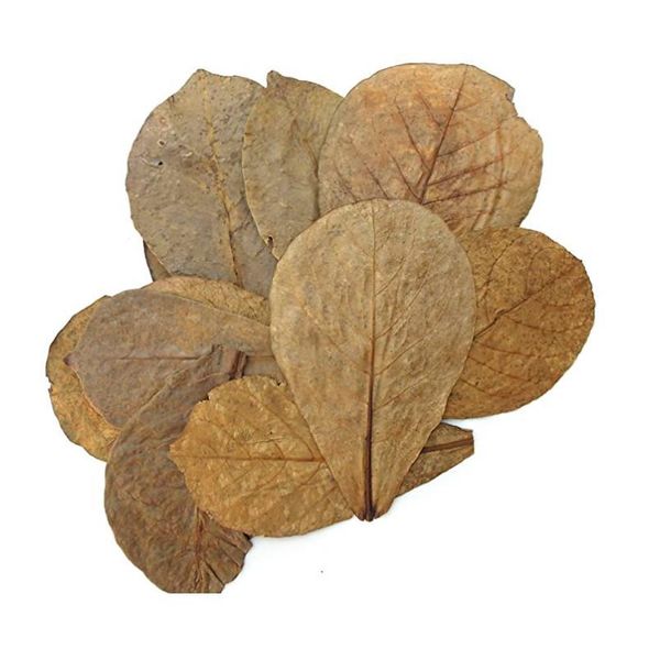 10g 20g 30g 40g 50g fish tank grade a terminalia catappa foetida leaves island almond leaf crystal shrimp improve water jllklh
10g 20g 30g 40g 50g fish tank grade a terminalia catappa foetida leaves island almond leaf crystal shrimp improve water jllklh