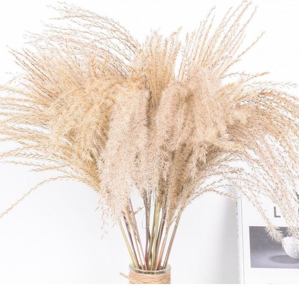 real dried small pampas grass wedding flower bunch natural plants home decor dried flowers phragmites flower or bbygts
real dried small pampas grass wedding flower bunch natural plants home decor dried flowers phragmites flower or bbygts