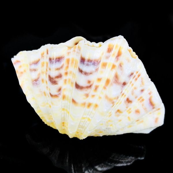 8 12cm natural clam shells lotus seashell aquarium decoration specimen nautical home decor craft jewelry tray fish tank ornament h bbyamp
8 12cm natural clam shells lotus seashell aquarium decoration specimen nautical home decor craft jewelry tray fish tank ornament h bbyamp
