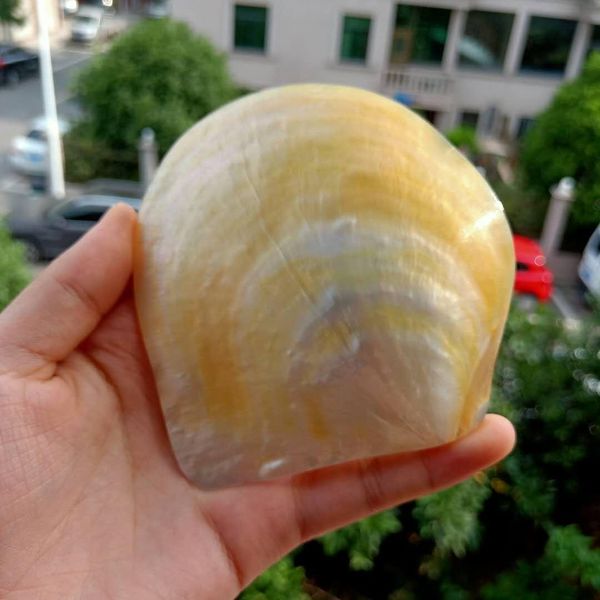 национальный дом декор раковин ювелирные изделия diy seashells beach свадебные украшения оболочки океан декор ресторан икр приправа поднос h
национальный дом декор раковин ювелирные изделия diy seashells beach свадебные украшения оболочки океан декор ресторан икр приправа поднос h