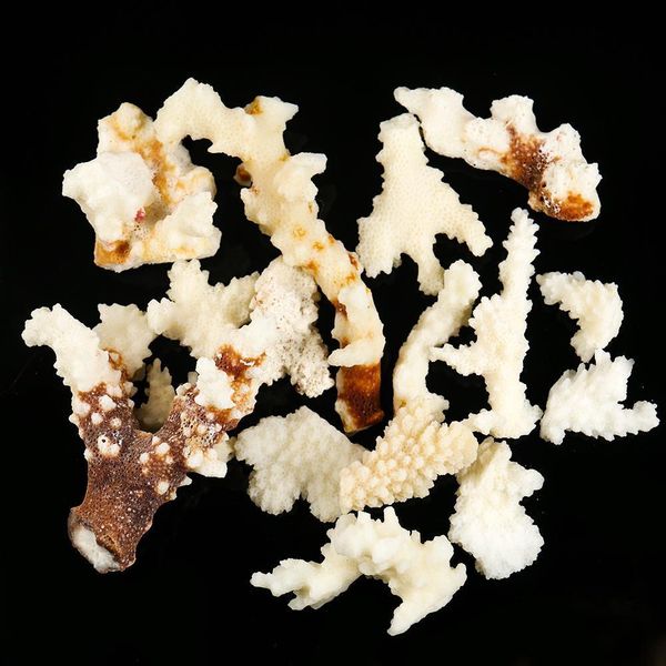 100g natural coral branch shell conch specimen crafts fish tank ornaments aquarium landscaping home beach wedding decoration h sqcsss
100g natural coral branch shell conch specimen crafts fish tank ornaments aquarium landscaping home beach wedding decoration h sqcsss