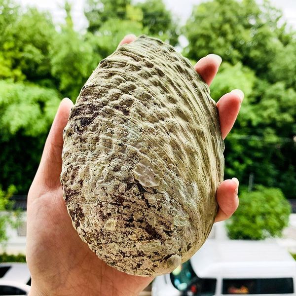 13 15cm abalone shell natural large sea shells beach decor soap dish jewelry diy shell nautical home decor aquarium landscape h bbyptd
13 15cm abalone shell natural large sea shells beach decor soap dish jewelry diy shell nautical home decor aquarium landscape h bbyptd