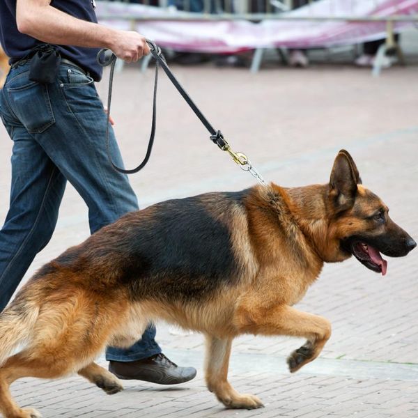 dog collars & leashes leash for german shepherd genuine leather training rope medium and large pet lead
dog collars & leashes leash for german shepherd genuine leather training rope medium and large pet lead