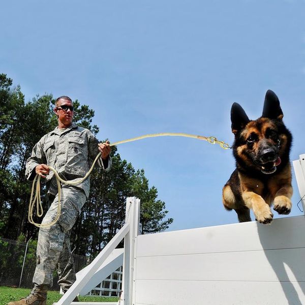 durable dog tracking leash nylon long leads rope pet training walking leashes 5m 10m 20m for medium large dogs sqczvu
durable dog tracking leash nylon long leads rope pet training walking leashes 5m 10m 20m for medium large dogs sqczvu