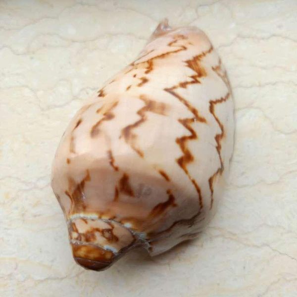 mediterranean natural shell conch decor nautical beach wedding decorations jewelry diy ocean seashell cowrie shells crafts h jllimo
mediterranean natural shell conch decor nautical beach wedding decorations jewelry diy ocean seashell cowrie shells crafts h jllimo