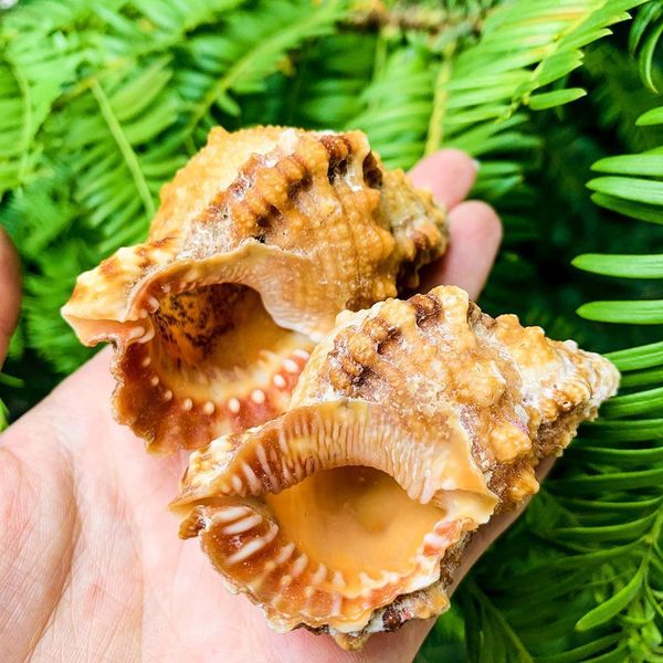 1pc natural conch seashell nautical decor 7 8cm snail beach wedding decor specimen crafts aquarium fish tank decoration gift h wmtrpj
1pc natural conch seashell nautical decor 7 8cm snail beach wedding decor specimen crafts aquarium fish tank decoration gift h wmtrpj