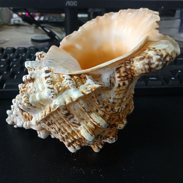 natural sea snail plus intact artware diy decoration office supplies storage conch shells delicate container for potting plants h jllxaq
natural sea snail plus intact artware diy decoration office supplies storage conch shells delicate container for potting plants h jllxaq