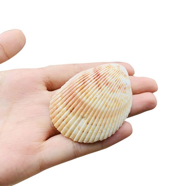 2pcs 5 6cm natural scallop coconut seashell lion shell specimen aquarium decoration home wedding decor shells for jewelry making h bbyxkk
2pcs 5 6cm natural scallop coconut seashell lion shell specimen aquarium decoration home wedding decor shells for jewelry making h bbyxkk