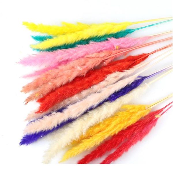 7pcs bulrush natural dried small pampas grass phragmites christmas home decor diy dried real flowers bouquet flower arr jllkun
7pcs bulrush natural dried small pampas grass phragmites christmas home decor diy dried real flowers bouquet flower arr jllkun