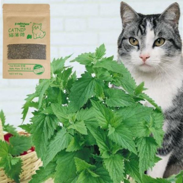 100% quality natural organic catnip cattle grass 10 grams mint flavor funny cat toy pet supplies1
100% quality natural organic catnip cattle grass 10 grams mint flavor funny cat toy pet supplies1