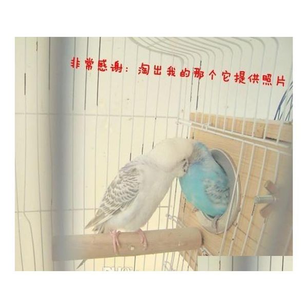 wooden bird parrot swing stand cage colorful hanging toy qylcjq dh_seller2010
wooden bird parrot swing stand cage colorful hanging toy qylcjq dh_seller2010
