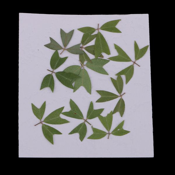 10 pieces 1 - 2 cm / 0.39 - 0.79 inch'' real pressed natural dried flowers embellishments for card making scrapbooking diy arts
10 pieces 1 - 2 cm / 0.39 - 0.79 inch'' real pressed natural dried flowers embellishments for card making scrapbooking diy arts