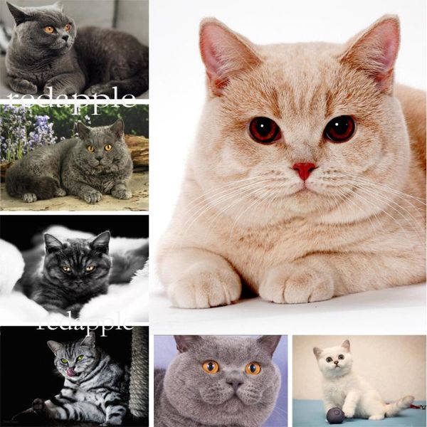 british shorthair cats diamond painting pets diamond embroidery cross stitch animal painting mosaic diy craft paintings
british shorthair cats diamond painting pets diamond embroidery cross stitch animal painting mosaic diy craft paintings